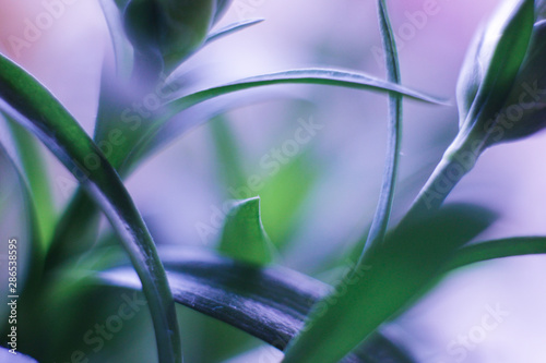 Closeup nature view of green leaf on blurred purple background