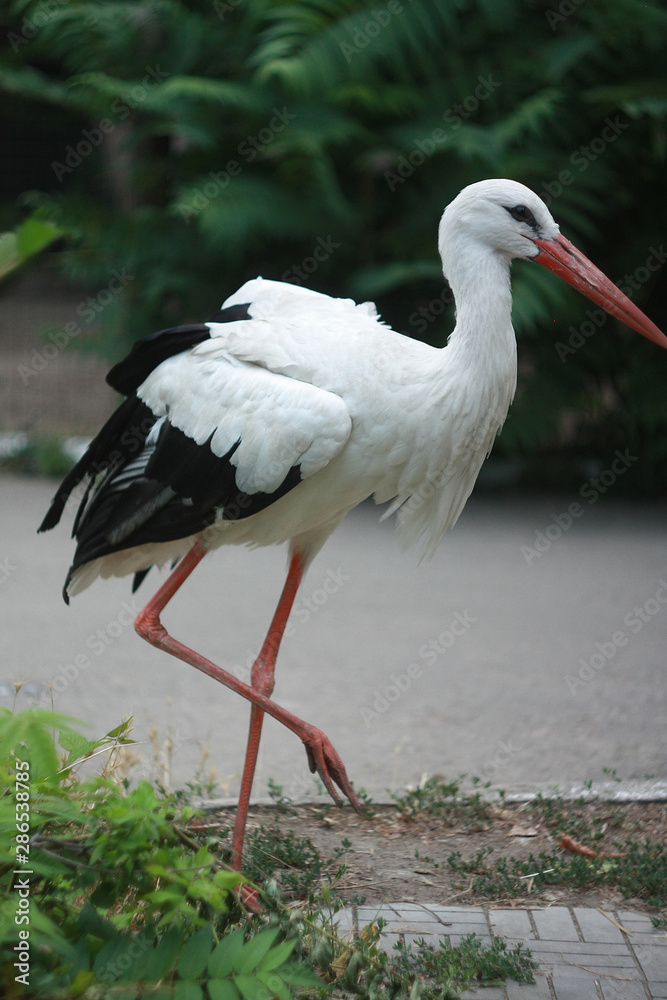 Fototapeta premium Stark