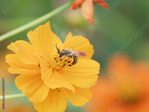 Halictus scabiosae - The great banded furrow-bee or honey bee-sized halictus male, with a long abdomen with yellow band and long curved black antennae
