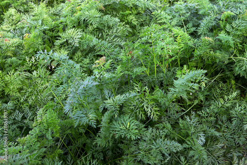 Growing carrots. Agriculture.