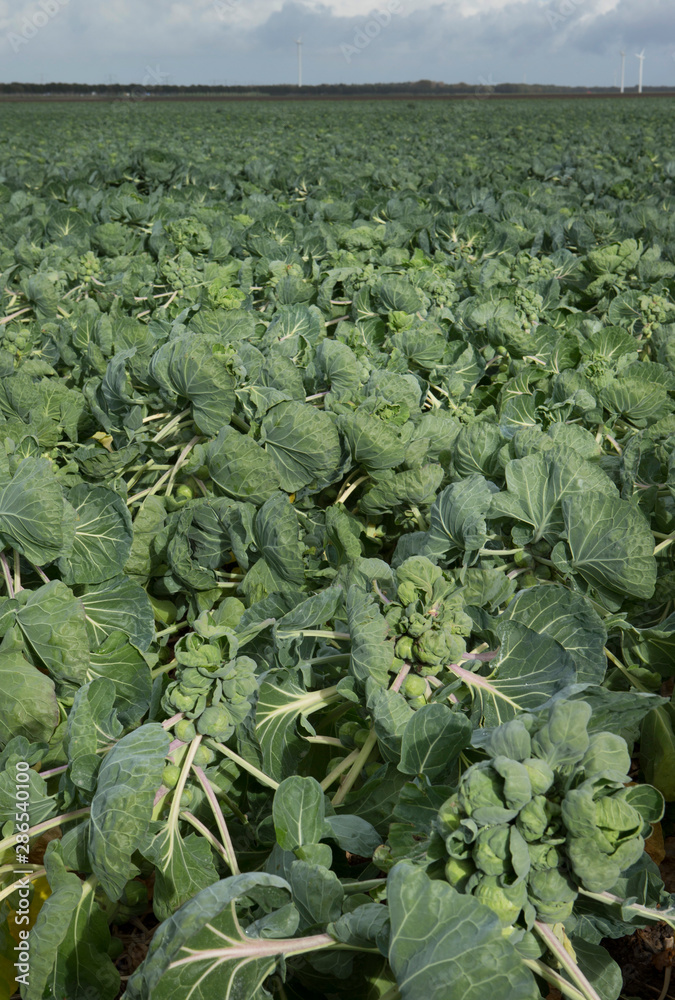 Field of Sprouts. Polder Netherlands. Agriculture. Vegetables Field of Sprouts. Polder Netherlands. Agriculture. Vegetables