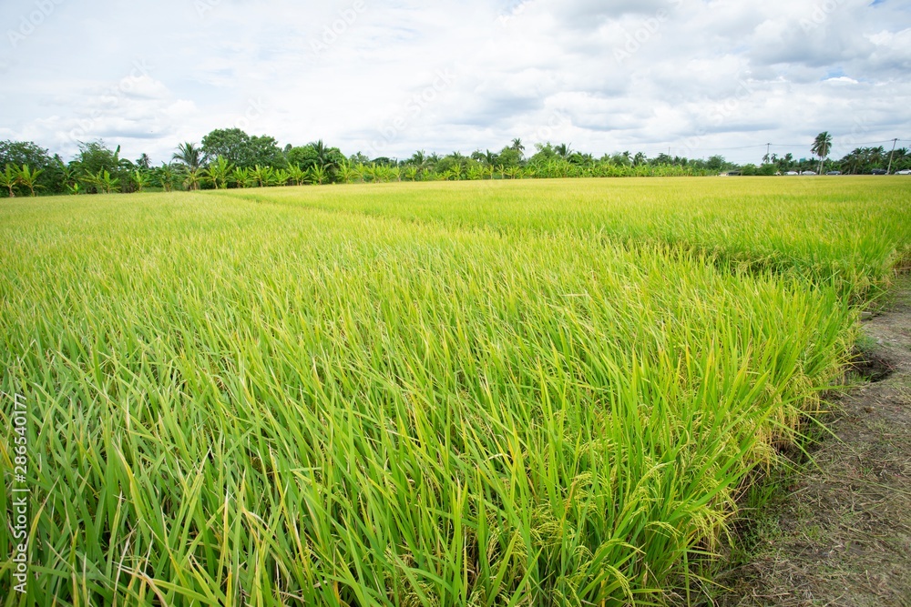 Raw grain rice flied agriculture plant in the nature. Raw grain rice flied agriculture plant in the nature.