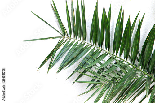 green date palm leaves on white background