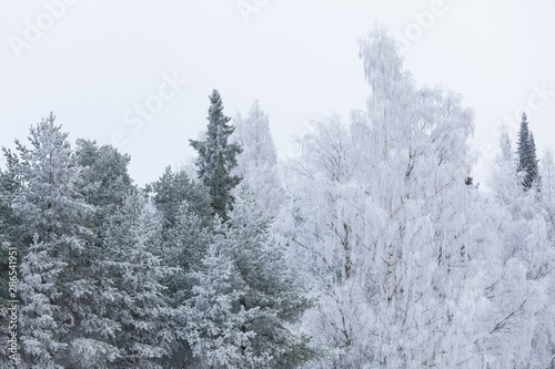 Birch tree top covered in snow