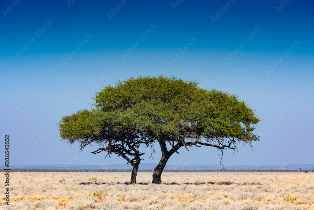 Paysage de Namibie