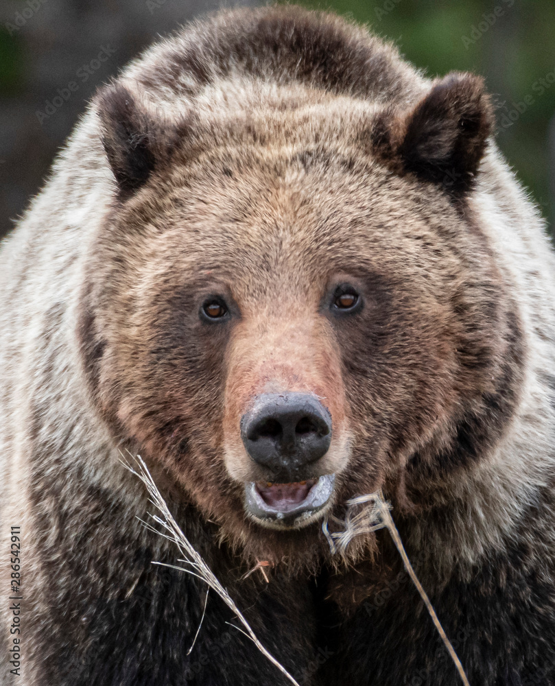 Close up of a female grizzly bear 