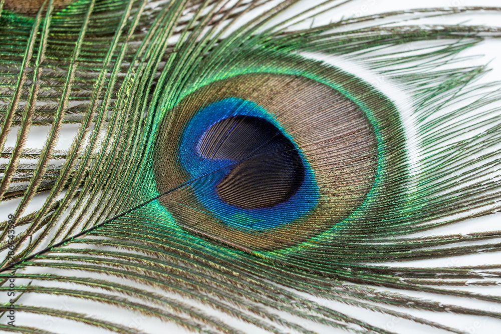 Obraz premium Bright beautiful peacock feathers on white background
