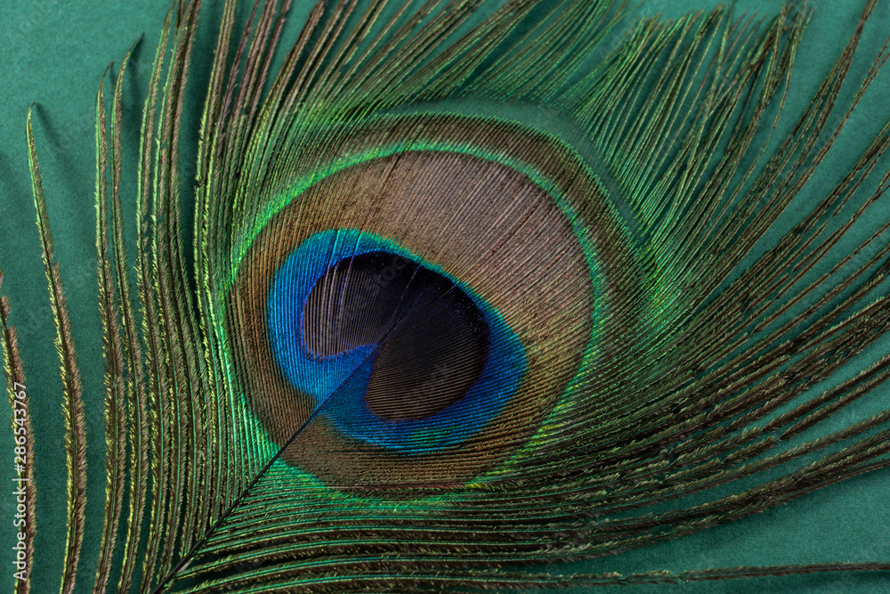 Fototapeta premium Bright beautiful peacock feathers on green background