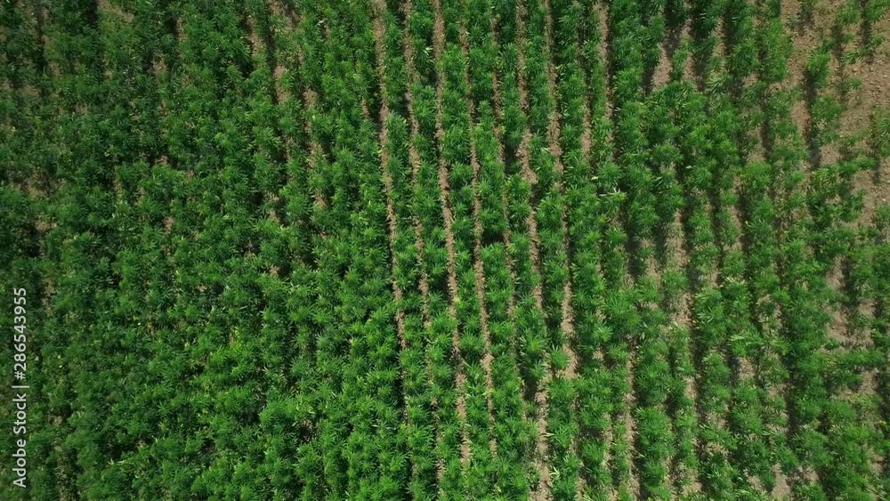 Aerial view of a field of unripened green licensed organic technical hemp at the sunny day. Vertical tracking shot. Weed is sustainable commodity. Industrial cannabis. 4K drone footage. Aerial view of a field of unripened green licensed organic technical hemp at the sunny day. Vertical tracking shot. Weed is sustainable commodity. Industrial cannabis. 4K drone footage.