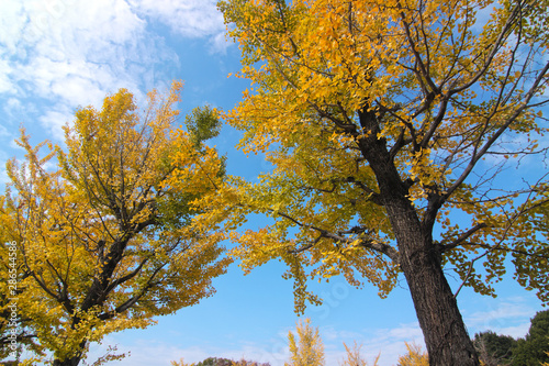 Autumn in Japan