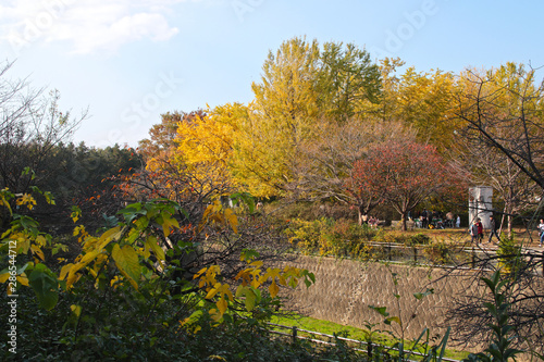 Autumn in Japan