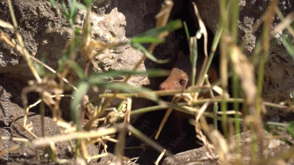 Tanzania Unstriped Ground Squirrel In Hole Watching Outside. Savanna of National Park, Animal in Natural Environment Tanzania Unstriped Ground Squirrel In Hole Watching Outside. Savanna of National Park, Animal in Natural Environment