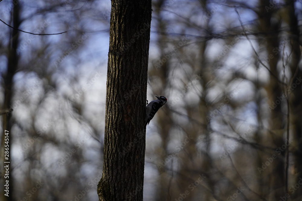 Woodpecker pecking away at a tress Woodpecker pecking away at a tress