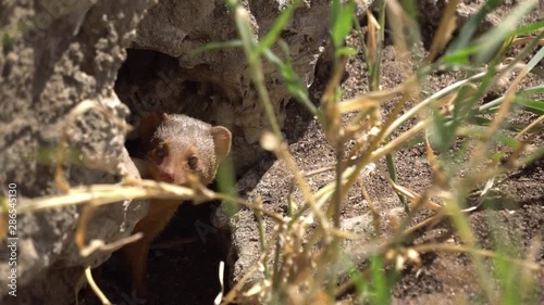 Ground Squirrel in Hole on Alert. Tanzania National Park Safari, Animal Species in Natural Environment photo