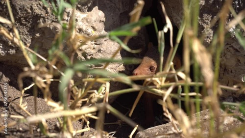 Tanzania Unstriped Ground Squirrel In Hole Watching Outside. Savanna of National Park, Animal in Natural Environment photo