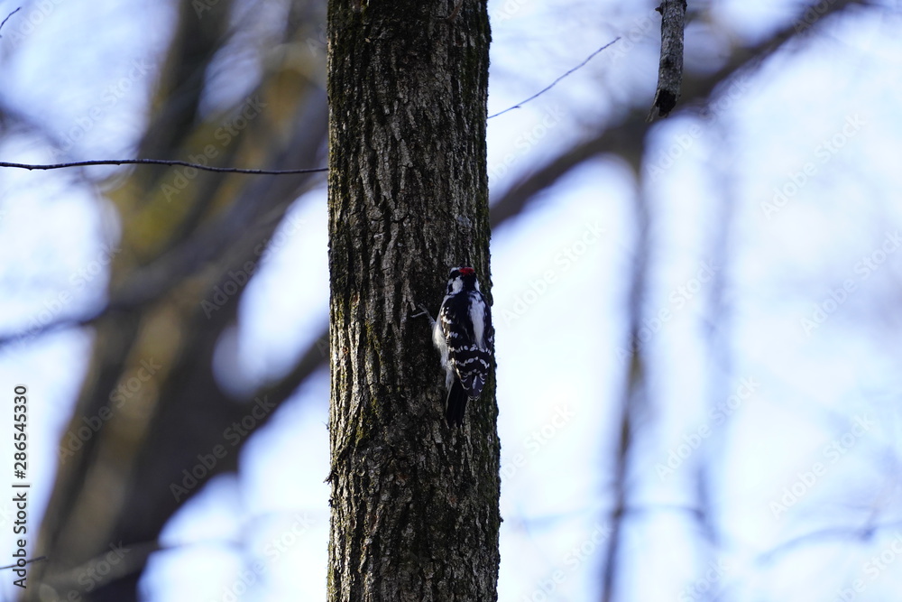 Fototapeta premium Woodpecker pecking away at a tress