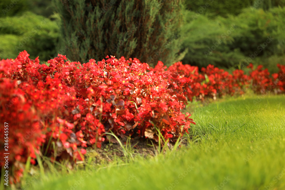 Picturesque landscape with beautiful flowerbed on sunny day. Gardening idea Picturesque landscape with beautiful flowerbed on sunny day. Gardening idea
