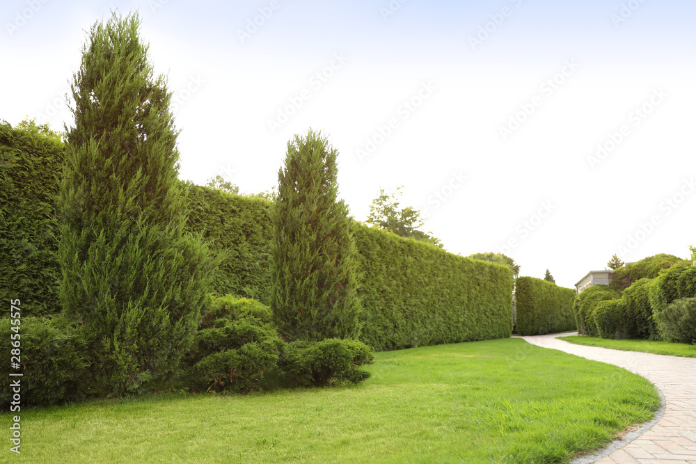 Naklejka premium Picturesque landscape with brick path on sunny day. Gardening idea