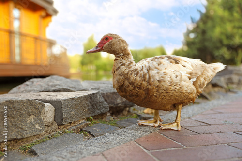 Brown duck in park on sunny day