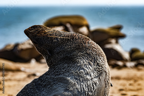 Canvas Print Lion de mer a Cape cross en Namibie