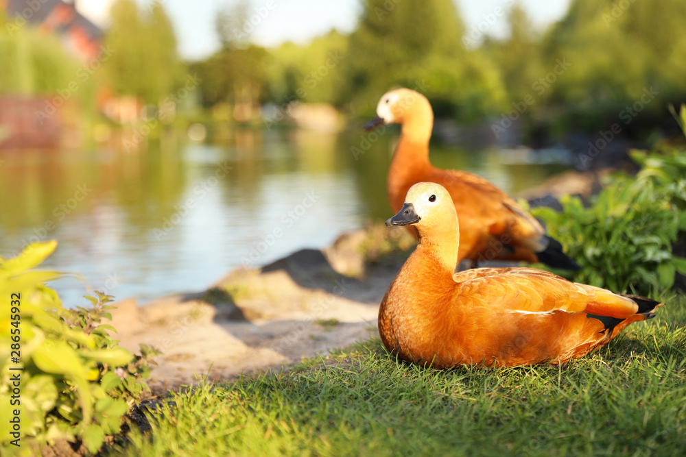 Beautiful ruddy shelducks sitting on grass near pond, space for text Beautiful ruddy shelducks sitting on grass near pond, space for text