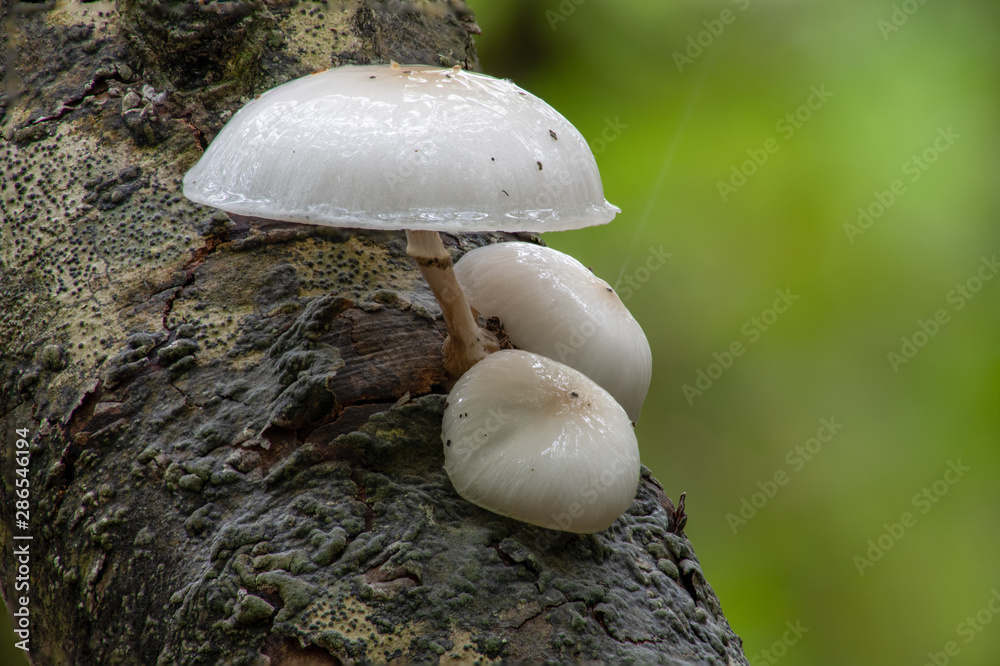 Fototapeta premium Porcelain mushrooms growing in woodland