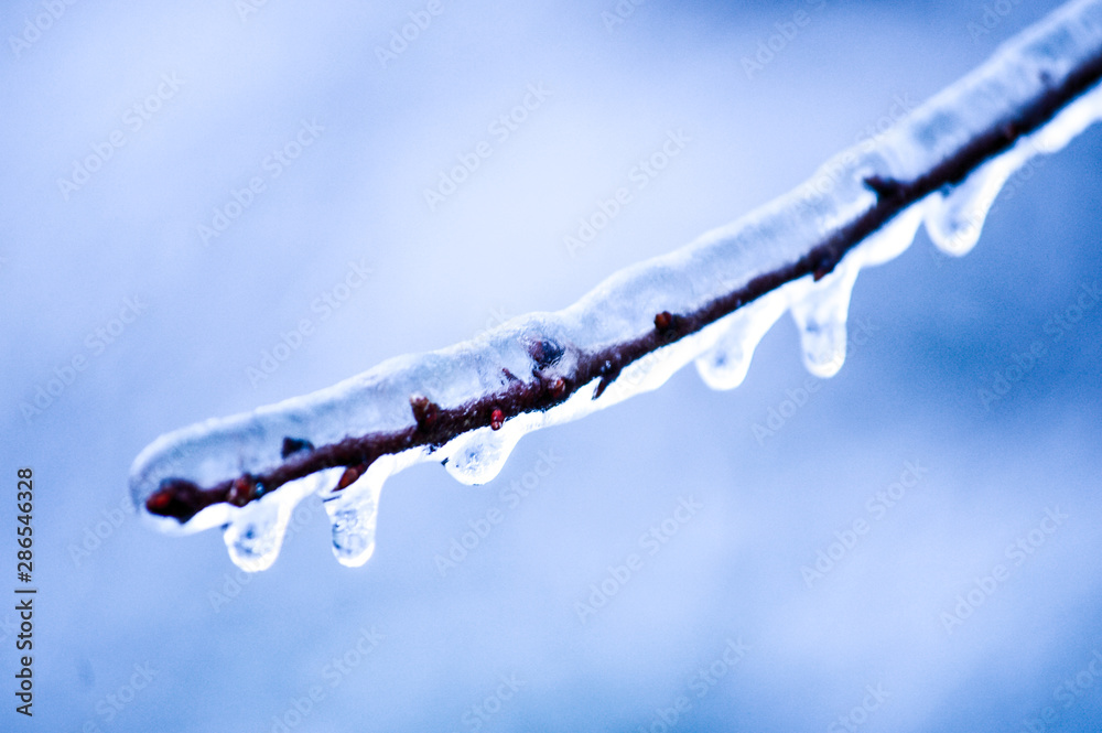 Obraz premium Frozen branch in the winter