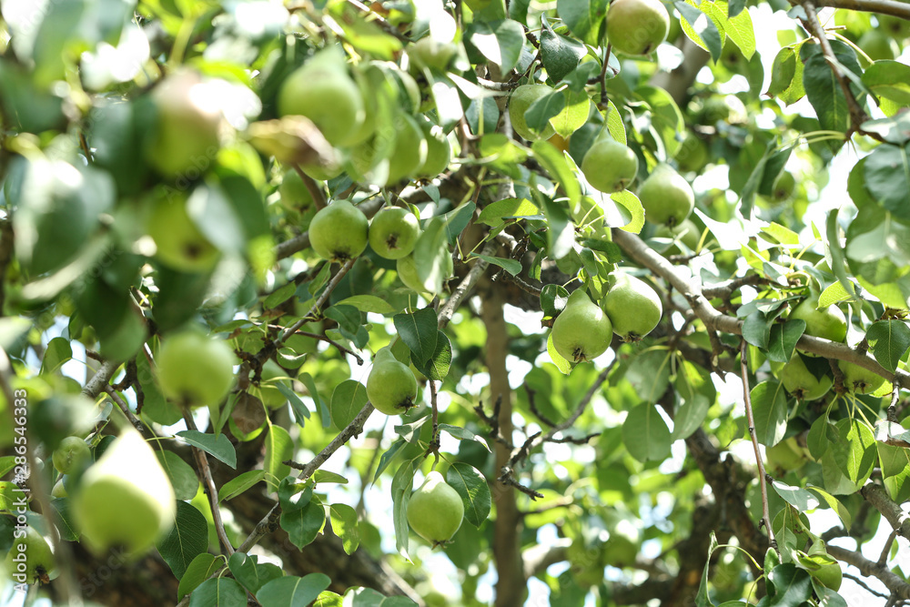 Pear tree with fruits on sunny day