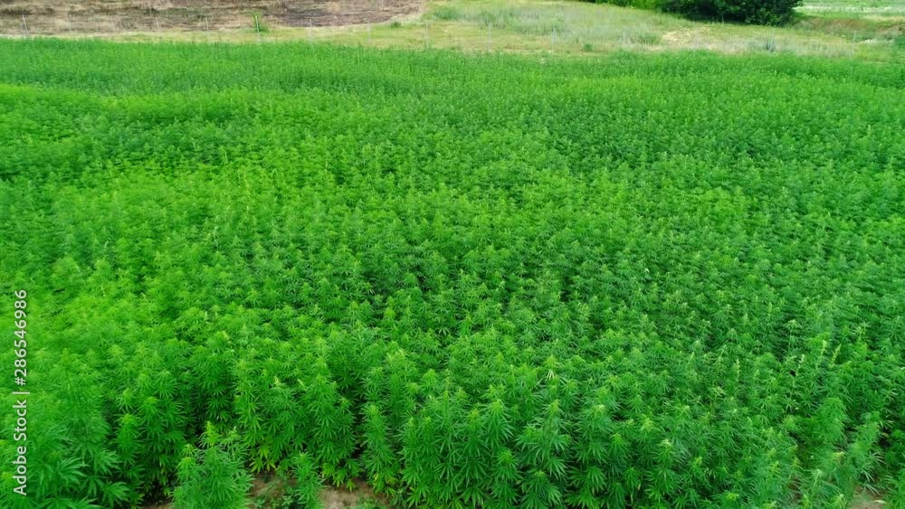 Aerial view of a field of unripened green licensed organic technical hemp at the sunny day. Weed is sustainable commodity. Industrial cannabis. 4K drone footage. Aerial view of a field of unripened green licensed organic technical hemp at the sunny day. Weed is sustainable commodity. Industrial cannabis. 4K drone footage.