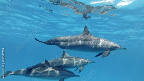 Family of three dolphins, mother and two juvenile dolphins separated from their group and swims separately in the blue water. Spinner Dolphin (Stenella longirostris), Underwater shot, Closeup. Red Sea photo