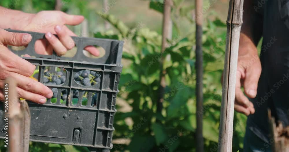 Slow motion close up of a senior male farmers are harvesting fresh biologic vegetables in ecologic garden of a countryside farm. Slow motion close up of a senior male farmers are harvesting fresh biologic vegetables in ecologic garden of a countryside farm.