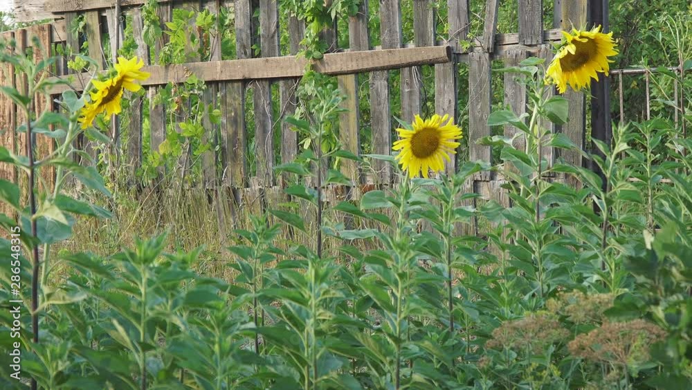 Flowers blooming sunflowers near a wooden fence. Camera panning Flowers blooming sunflowers near a wooden fence. Camera panning