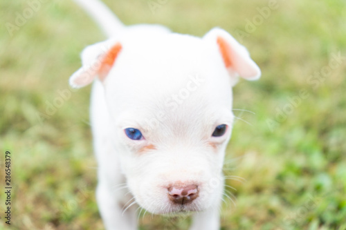 white puppy dog photo