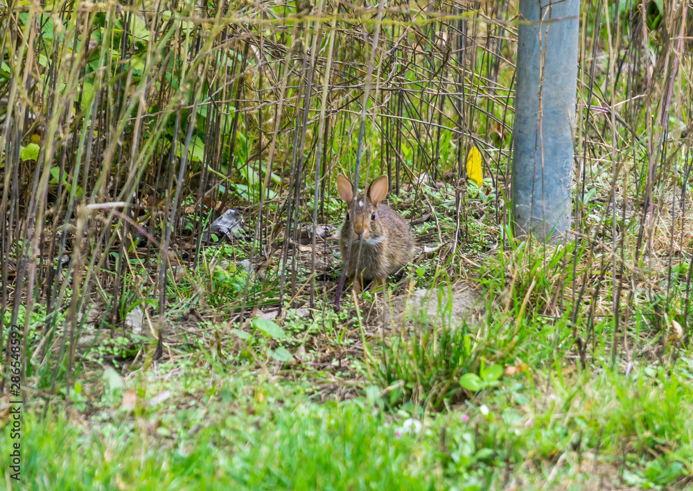 One Brown Rabbit One Brown Rabbit