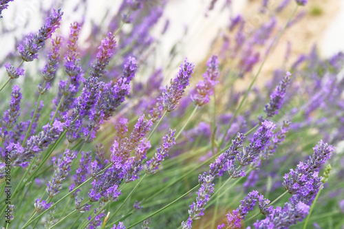 Violet Lavender flowers on green nature blurred background. Lilac aromatic flowers for medicinal herbalism in meadow.