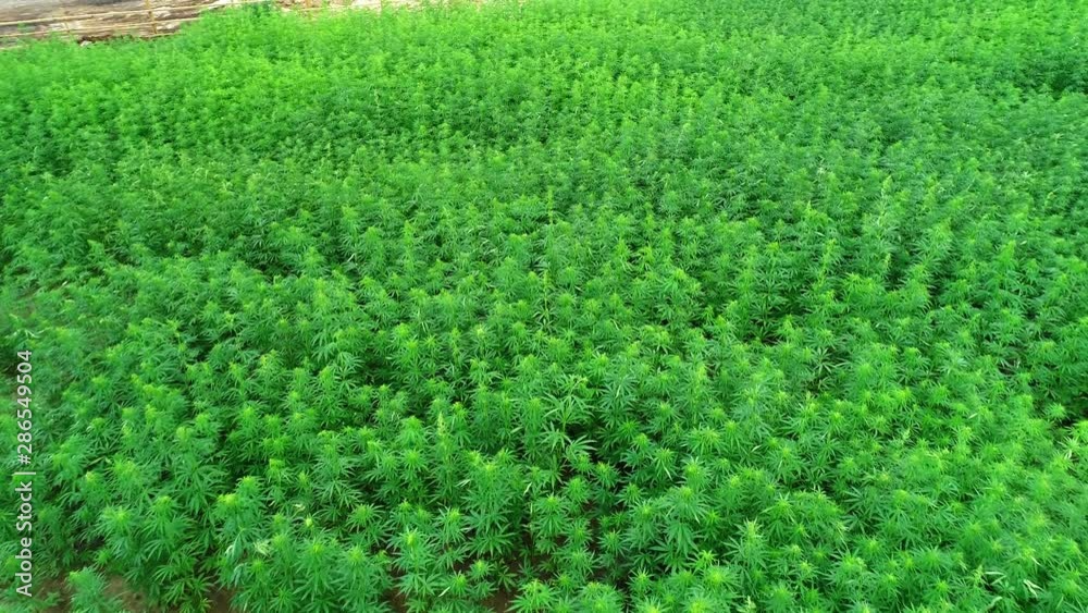Aerial view of a field of unripened green licensed organic technical hemp at the sunny day. Weed is sustainable commodity. Industrial cannabis. 4K drone footage. Aerial view of a field of unripened green licensed organic technical hemp at the sunny day. Weed is sustainable commodity. Industrial cannabis. 4K drone footage.
