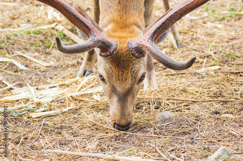 Photography A deer with its head down is ready to go into battle_