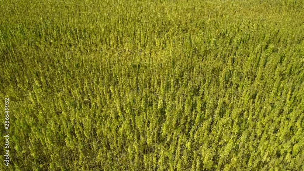 Aerial view of a field of ripened licensed organic technical hemp at the sunny day, ready for harvest. Weed is sustainable commodity. Industrial cannabis. 4K drone footage. Aerial view of a field of ripened licensed organic technical hemp at the sunny day, ready for harvest. Weed is sustainable commodity. Industrial cannabis. 4K drone footage.