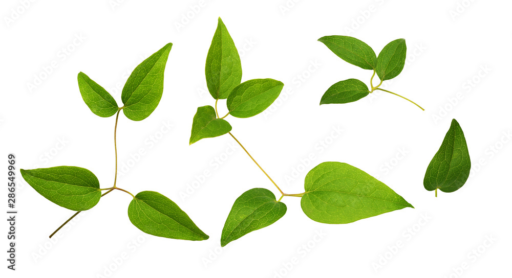 Set of green clematis leaves isolated on white