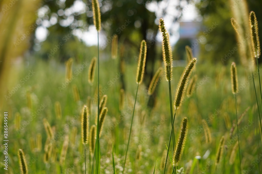 Selective soft focus on closeup green grass, reeds with yellow dry autumn stalks, blowing in the wind at golden sunset light, translucent top of the flower. on a blurred field background. Selective soft focus on closeup green grass, reeds with yellow dry autumn stalks, blowing in the wind at golden sunset light, translucent top of the flower. on a blurred field background.
