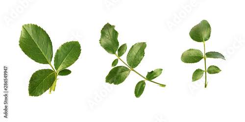 Set of green rose leaves