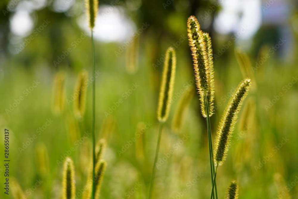 High yellow grass on a summer green meadow filled with soft sunset light with transparent flowers on top. Closeup Highlighted few flowers on the blurred background High yellow grass on a summer green meadow filled with soft sunset light with transparent flowers on top. Closeup Highlighted few flowers on the blurred background