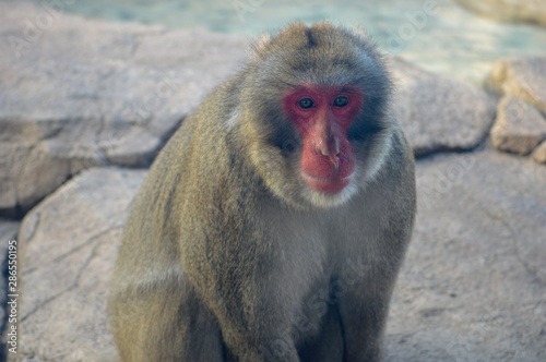 Monkey resting on a rock