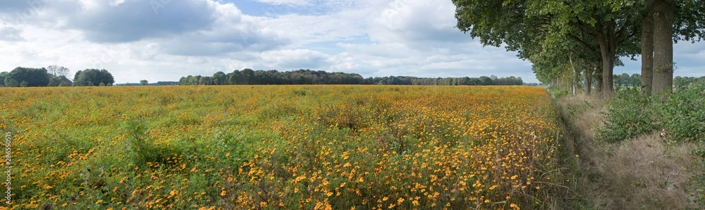 Field of African Marigold. Agriculture