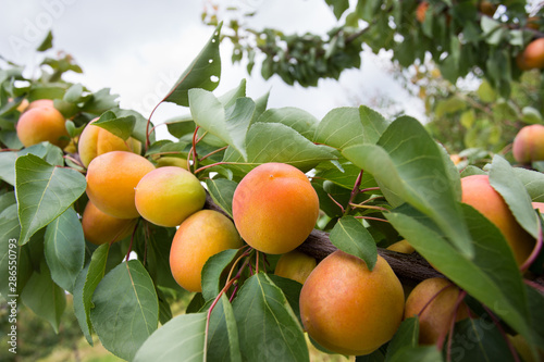 Apricot fruits on branch