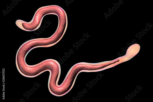 Brugia malayi, a roundworm nematode, one of the causative agents of lymphatic filariasis, 3D illustration