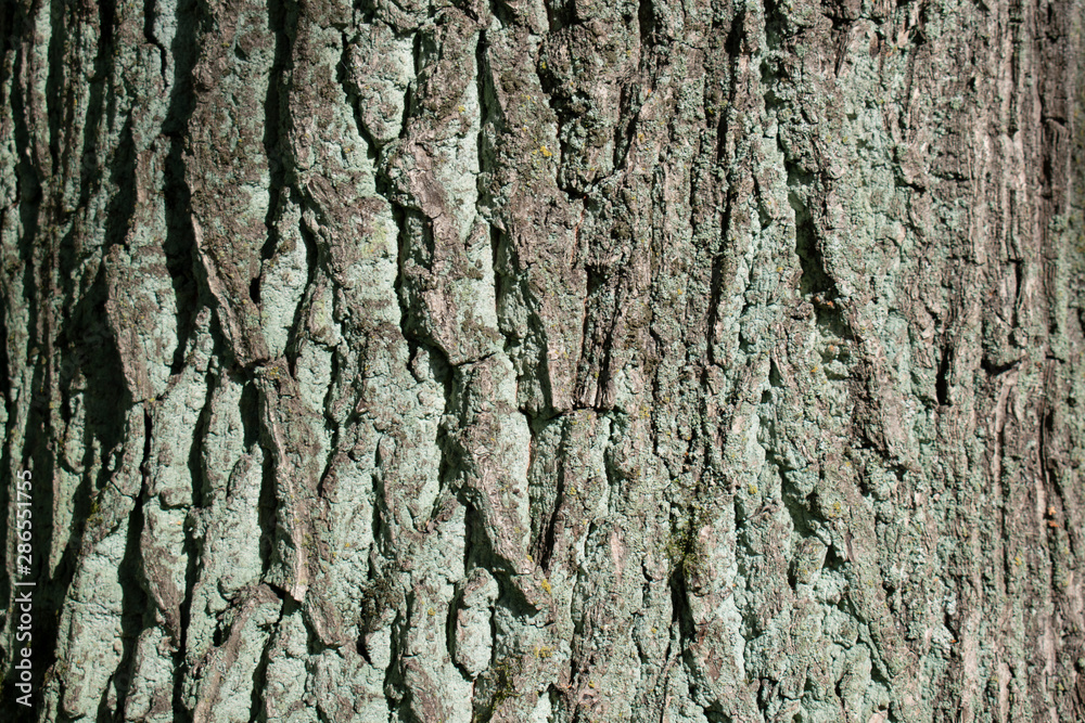 bark of a tree as a background bark of a tree as a background
