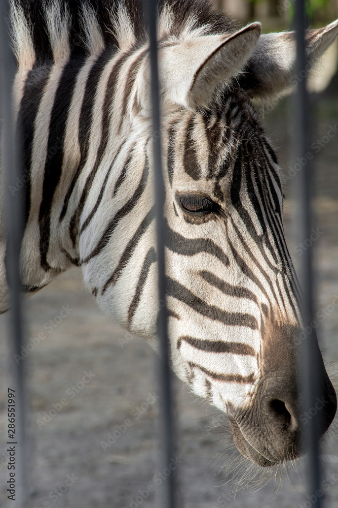 Portrait of a sad zebra. The animal behind bars. Zoo. An animal in  captivity. Stock Photo | Adobe Stock