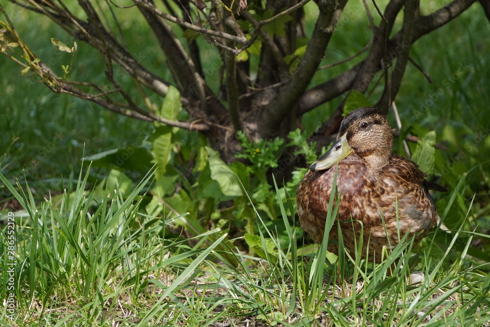 one duck sits in the green grass near the bushes. a cool place on a hot day, hiding in the shade one duck sits in the green grass near the bushes. a cool place on a hot day, hiding in the shade