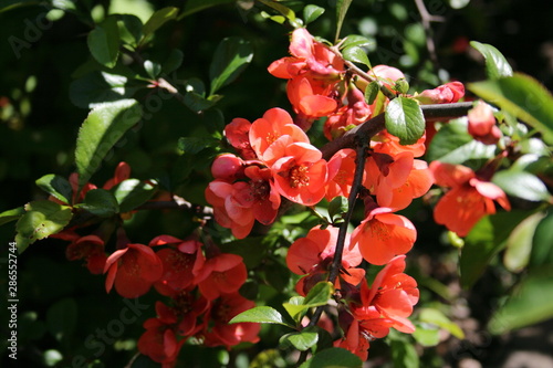 red roses in the garden © sh2000v